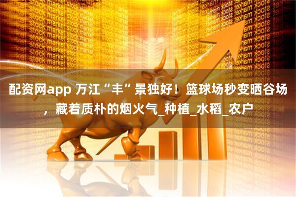 配资网app 万江“丰”景独好！篮球场秒变晒谷场，藏着质朴的烟火气_种植_水稻_农户